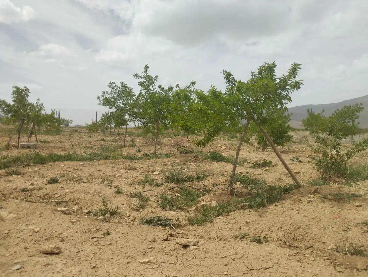 باغ با فنس و کانکس|فروش زمین و ملک کلنگی|عسگران, |دیوار