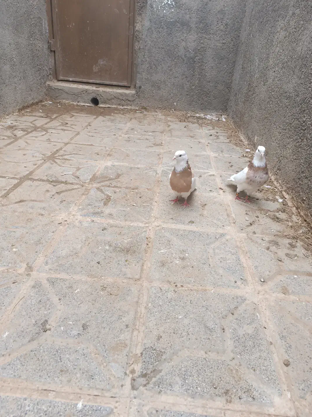 عشق باز|حیوانات|تربت جام, فاز ۲ فرهنگیان|دیوار