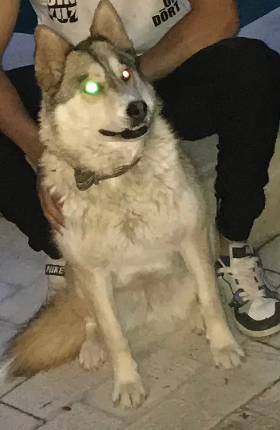 واگذاری سگ|سگ|رودهن, |دیوار