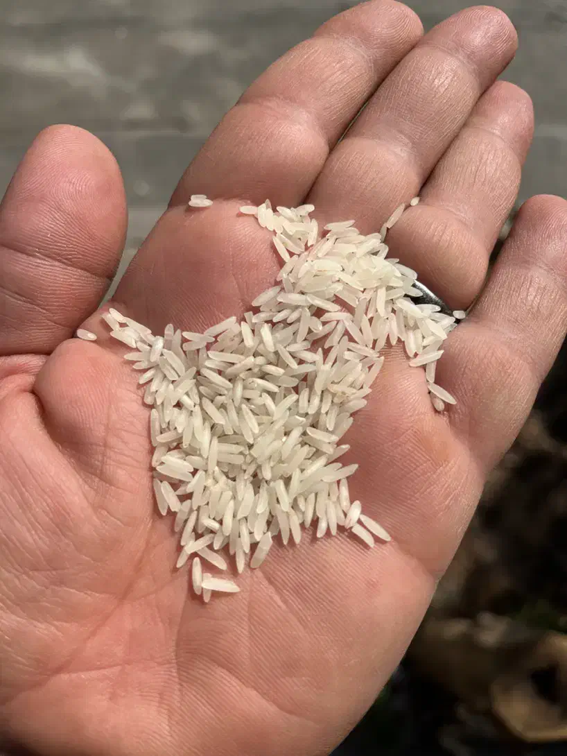 حراج برنج طارم درجه یک شمال|خوردنی و آشامیدنی|شیراز, فضل‌آباد|دیوار