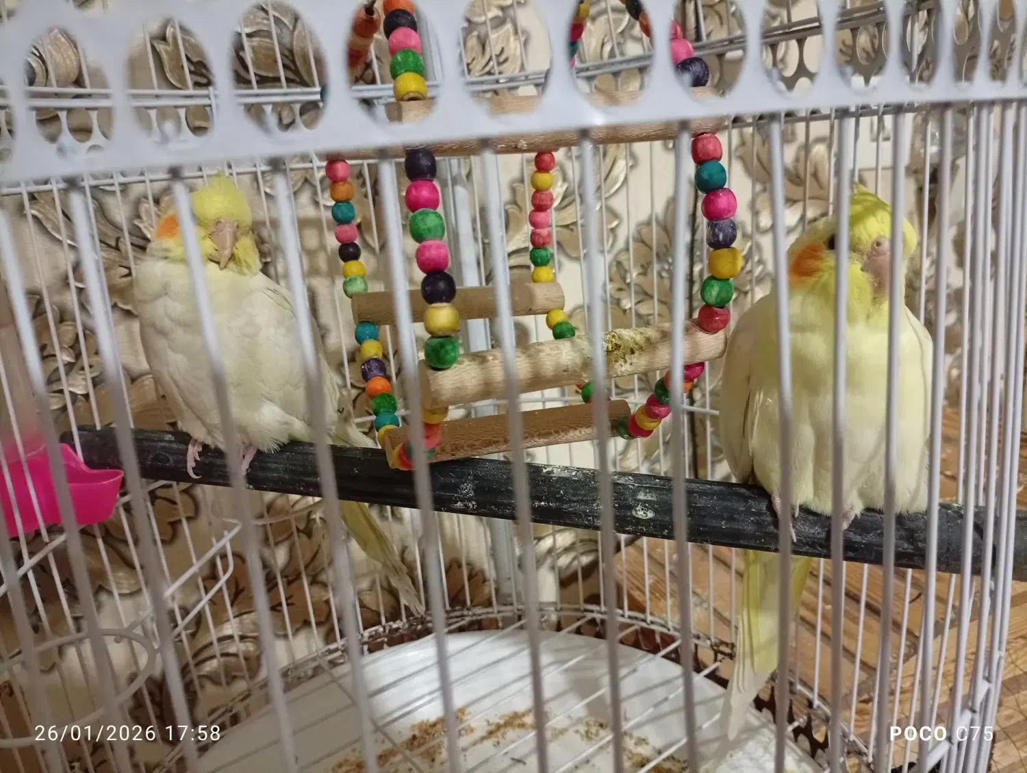 عروس هلندی|پرنده|مشهد, خرمشهر|دیوار