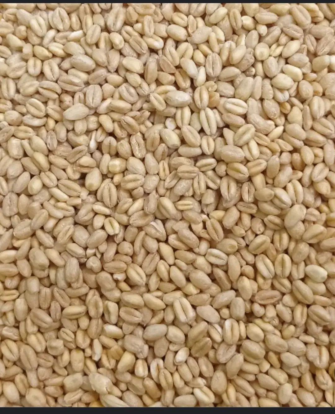 گندم و ماشک تمیر و عالی|خدمات باغبانی و درختکاری|چرام, |دیوار