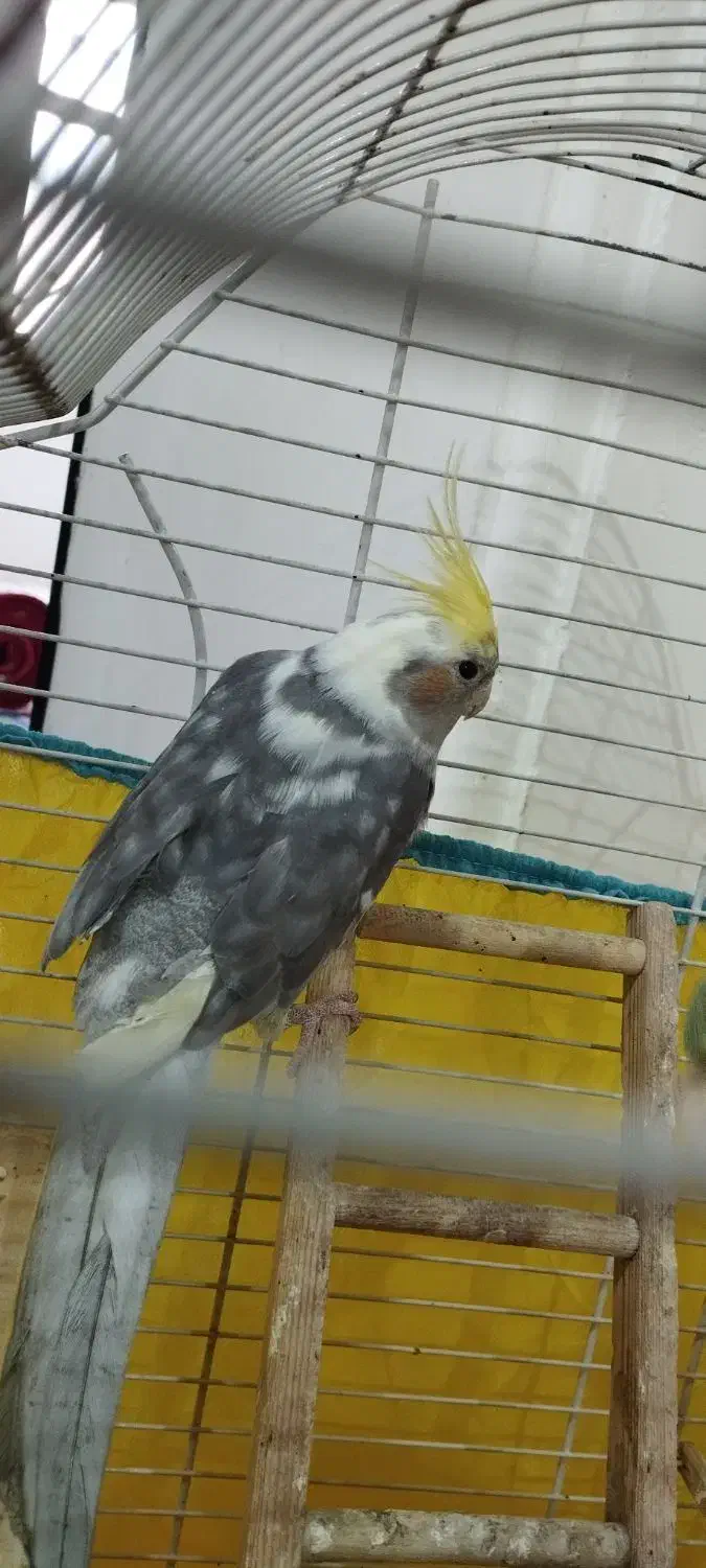 یک جفت عروس هلندی( نر و ماده )|پرنده|رشت, دیانتی|دیوار