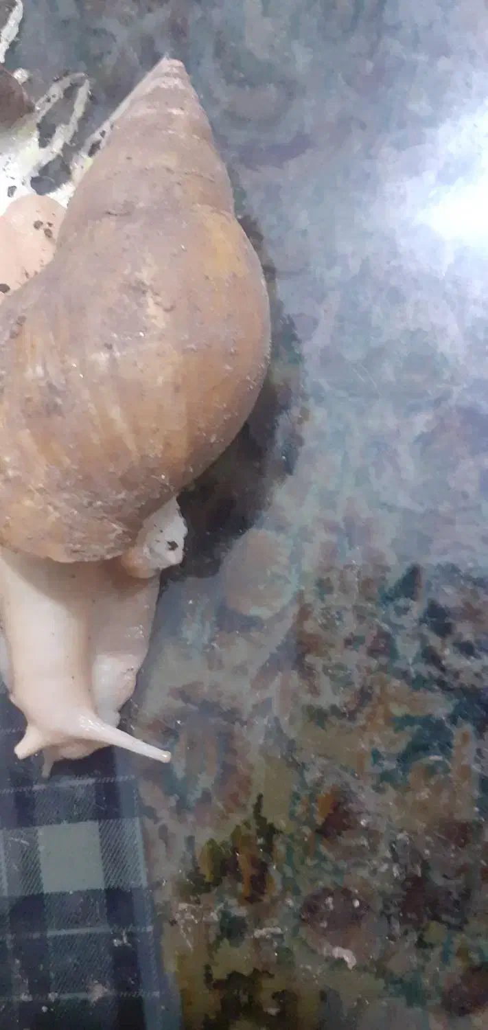 حلزون|خزنده|اردبیل, |دیوار