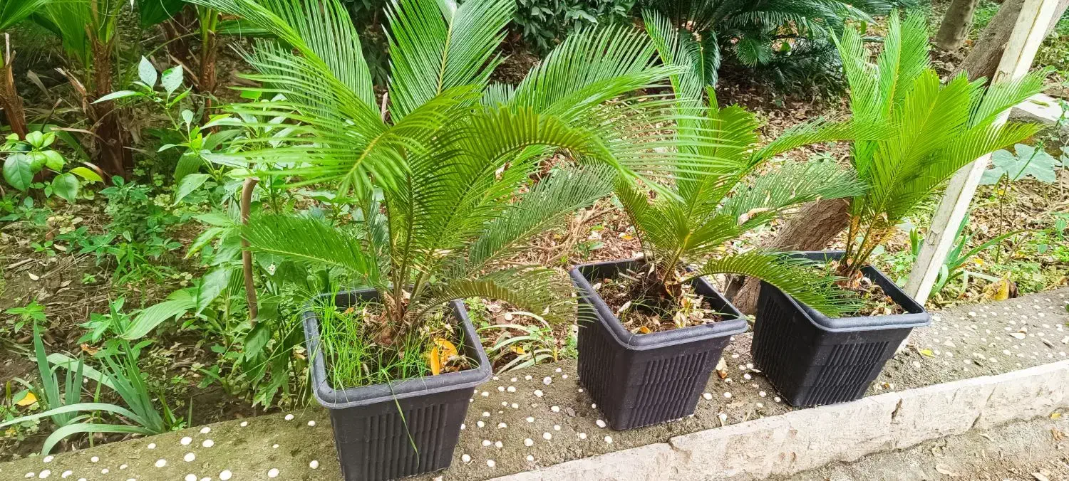 گیاه های زینتی مناسب باغچه و فضای سبز|گل و گیاه طبیعی|کیاشهر, |دیوار