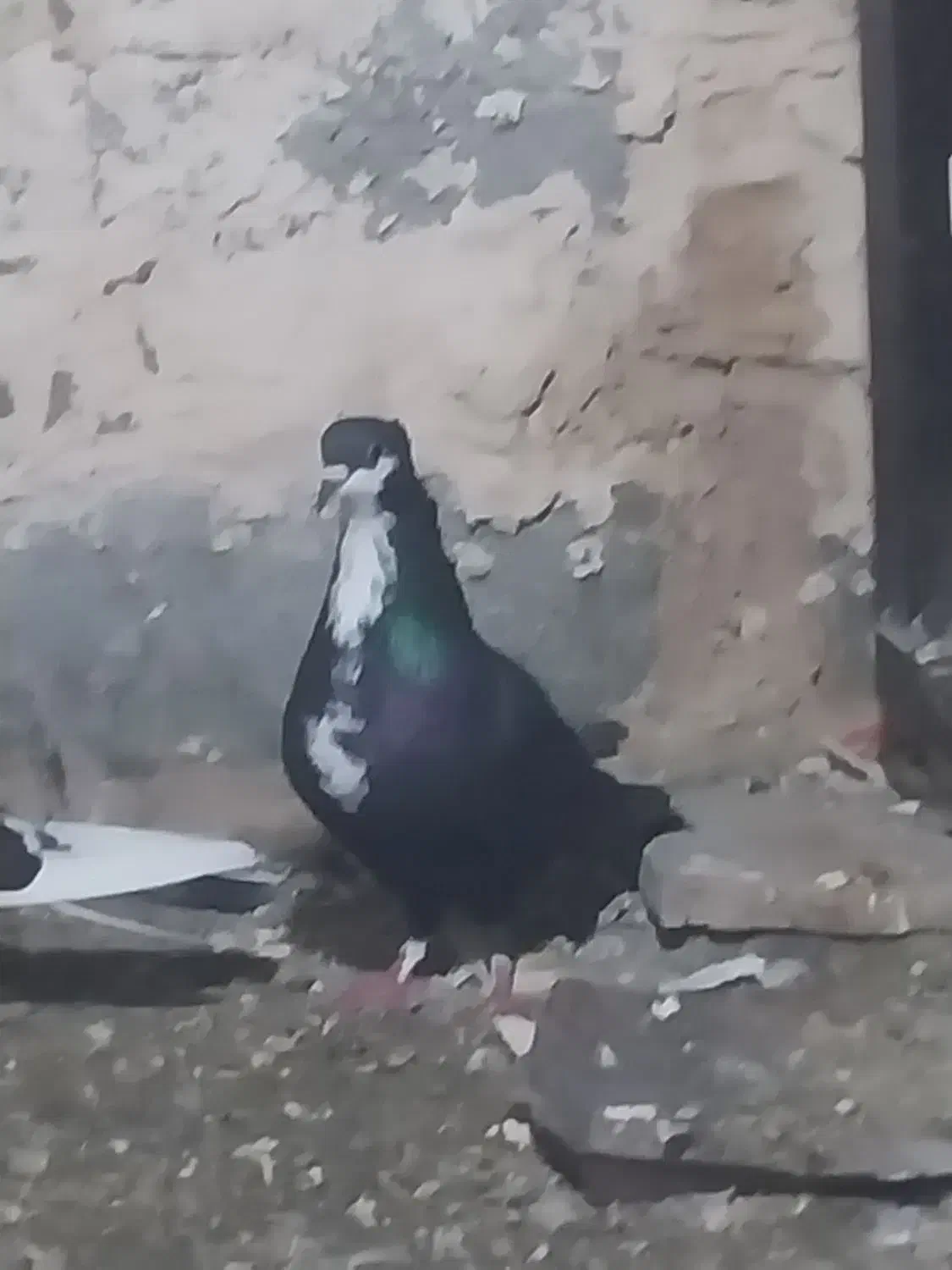 کفتر|پرنده|بندرعباس, |دیوار