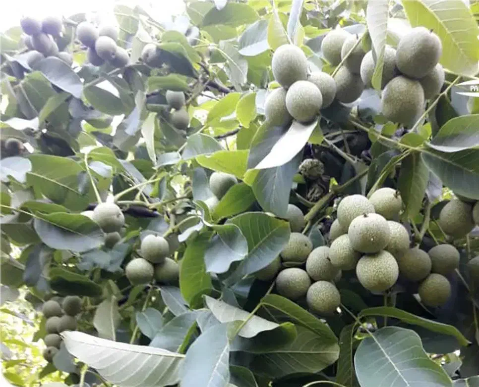 نهالستان گردو و بادام دیرگل و پربار پالیز|خدمات باغبانی و درختکاری|قوچان, |دیوار