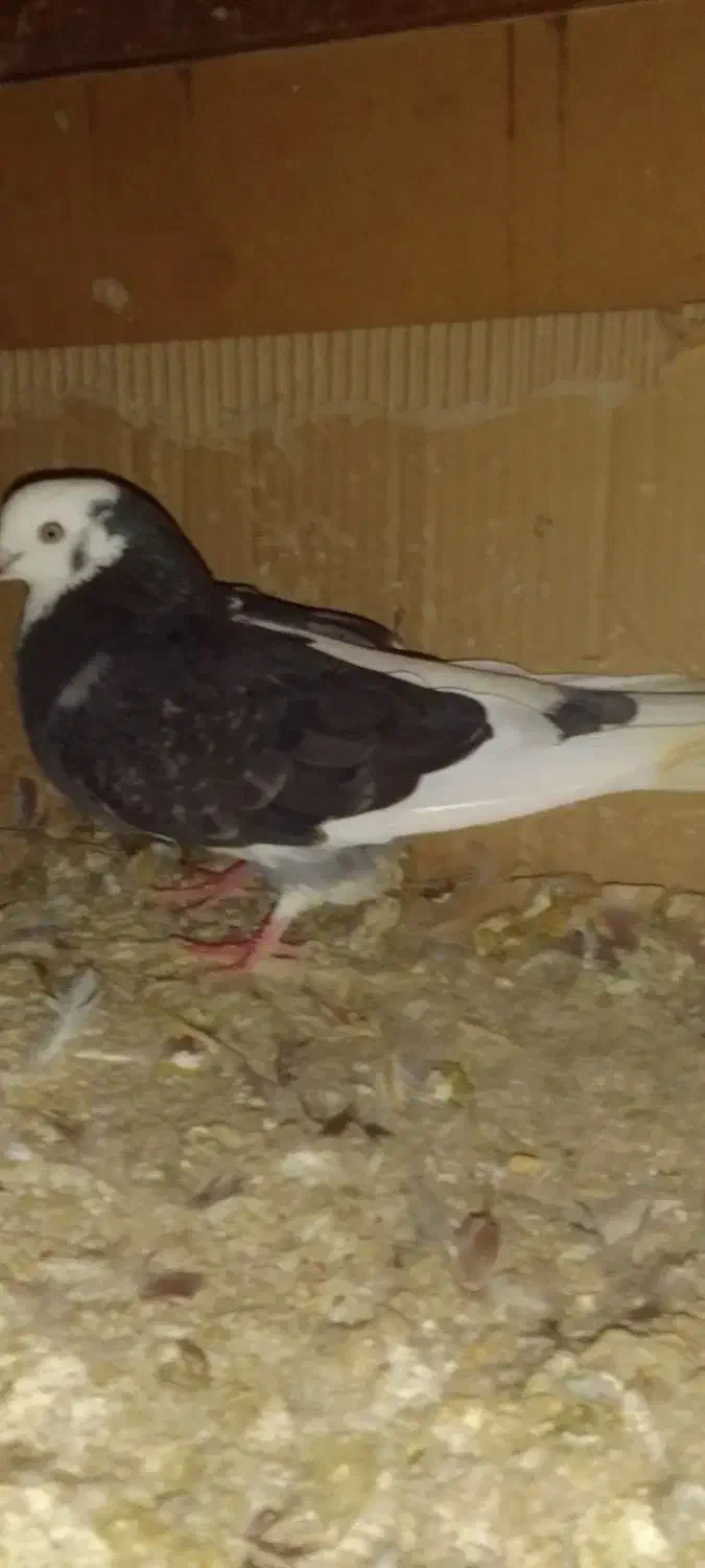 کبوتر دوکت ماده|پرنده|درگهان, |دیوار