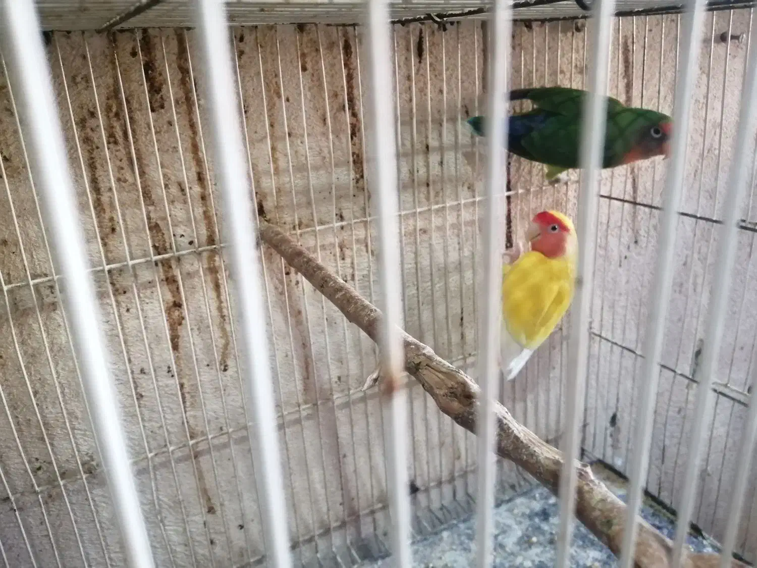 کوتوله مرغ عشق فنچ|پرنده|گلبهار, شهر جدید گلبهار|دیوار