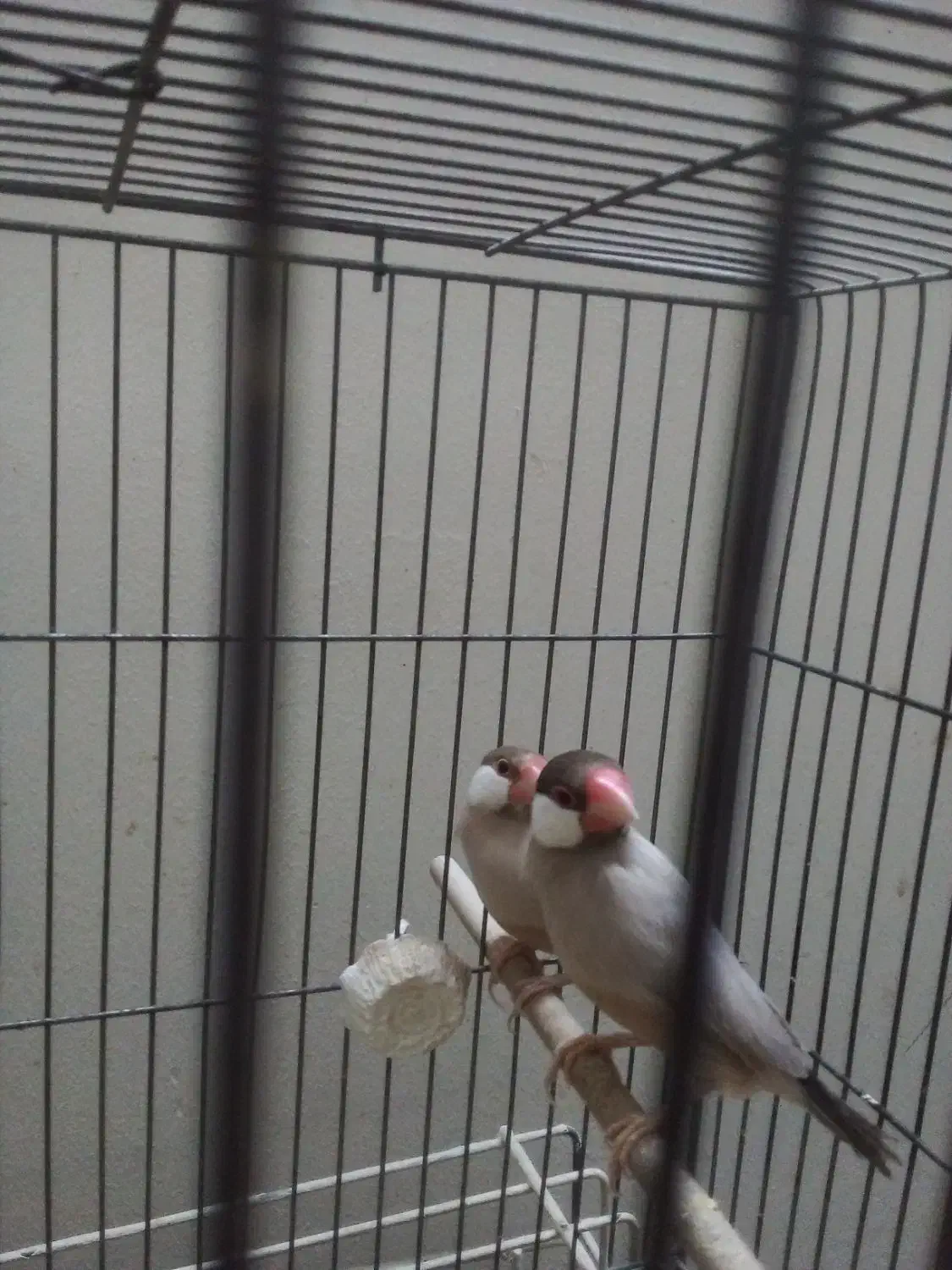 فنچ مولد شکلاتی|پرنده|تهران, شیخ هادی|دیوار