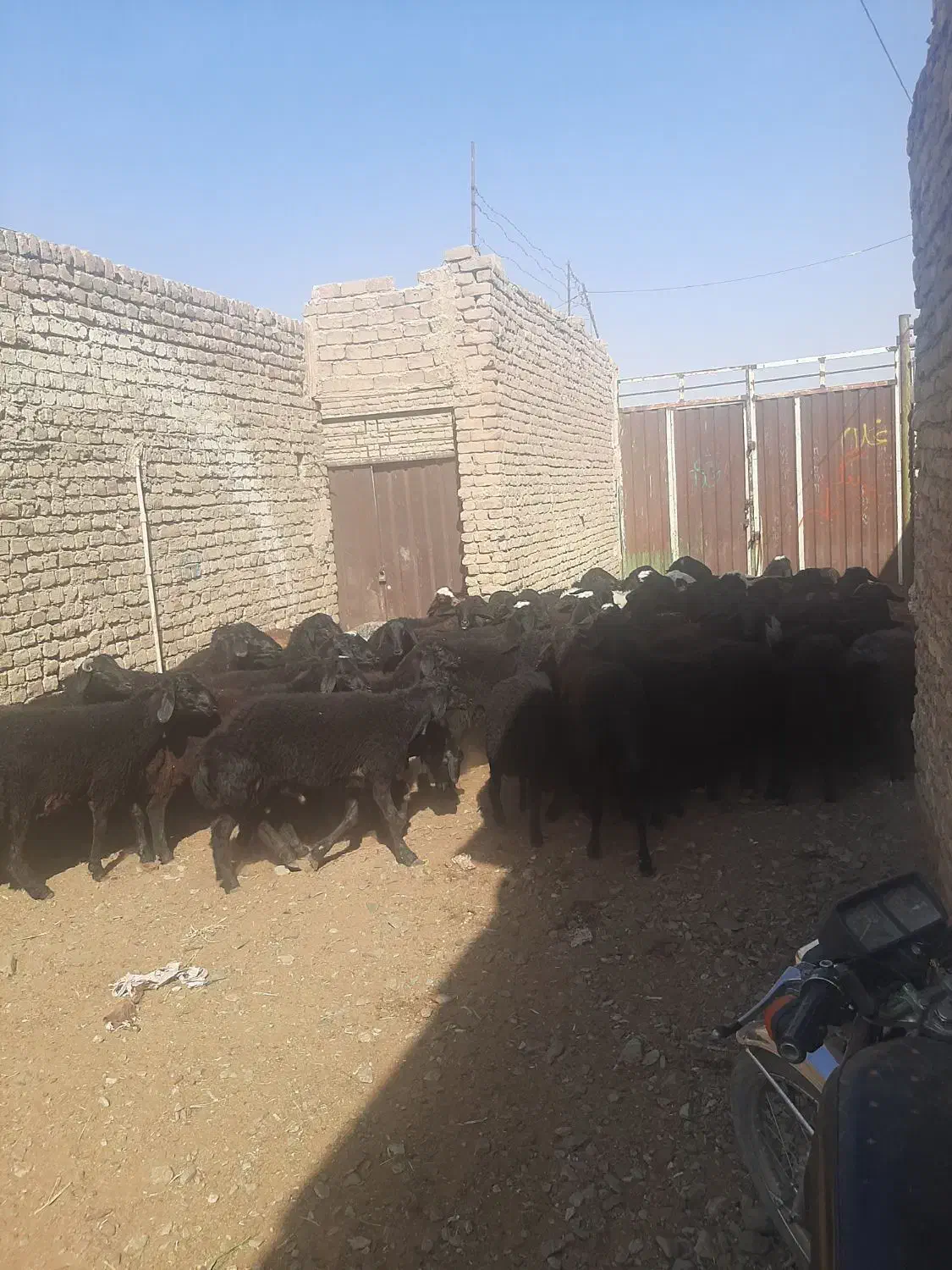 بره بزغاله میش|حیوانات مزرعه|آران و بیدگل, |دیوار