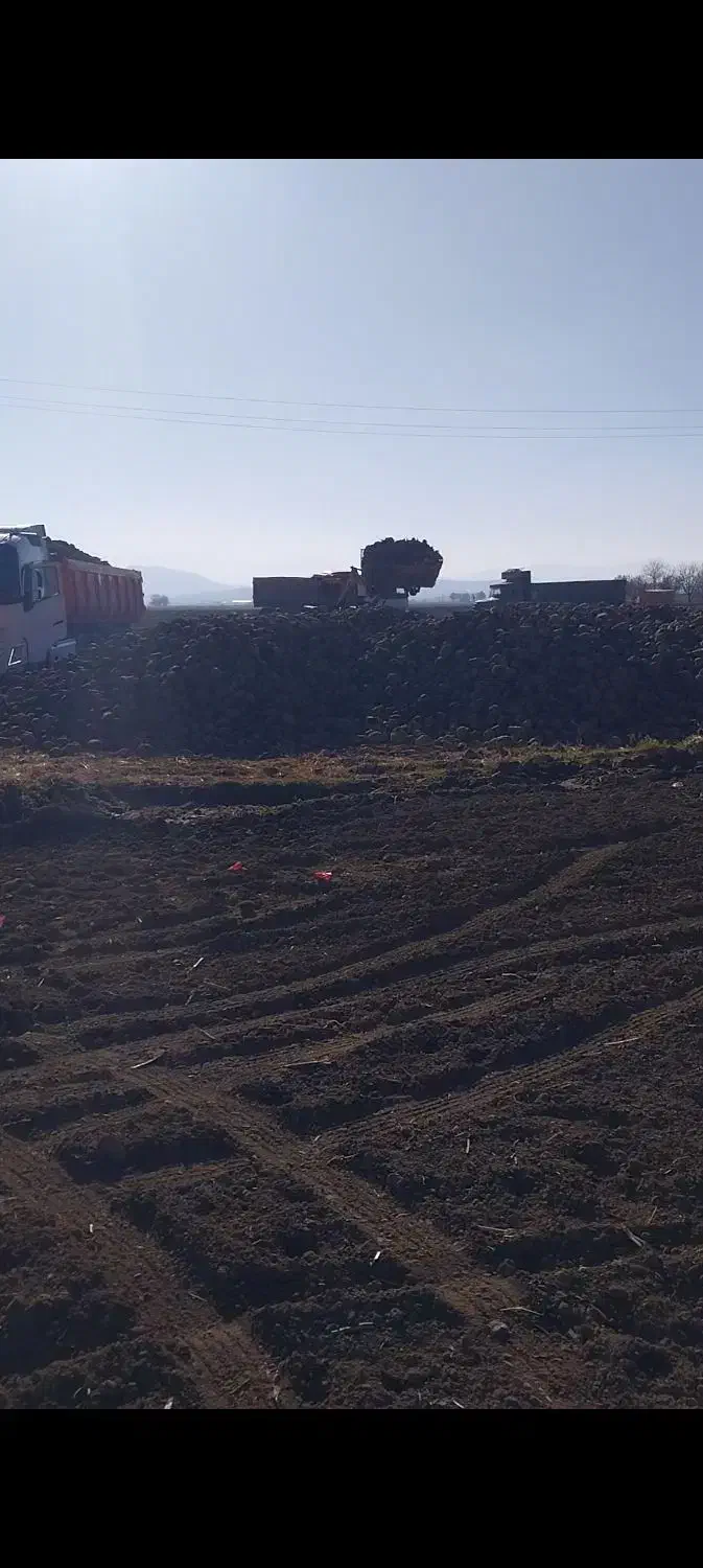 خرید چغندر|خدمات باغبانی و درختکاری|بیستون, |دیوار