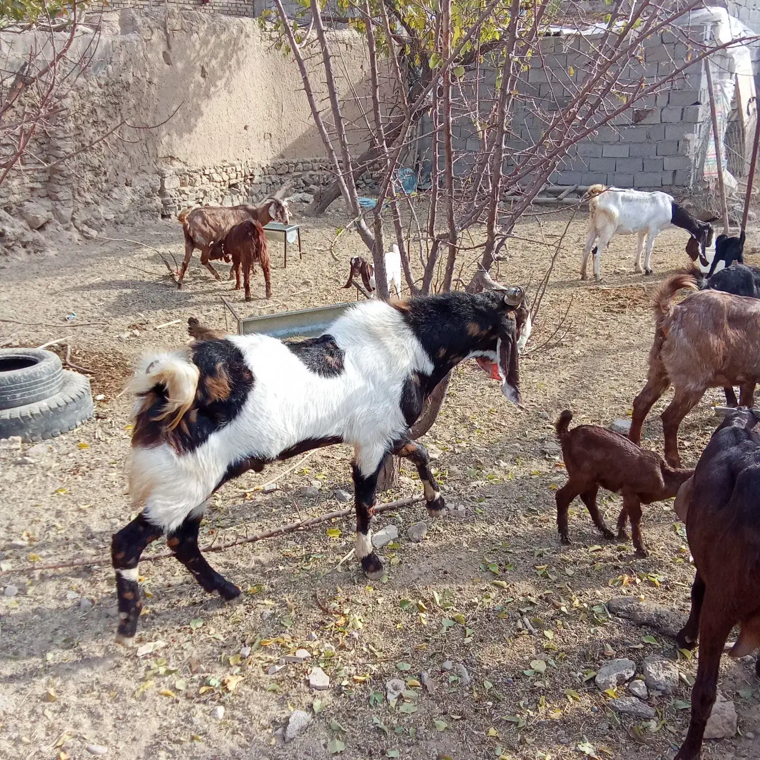 بز وبزقاله خارجی|حیوانات مزرعه|بیلوار, |دیوار