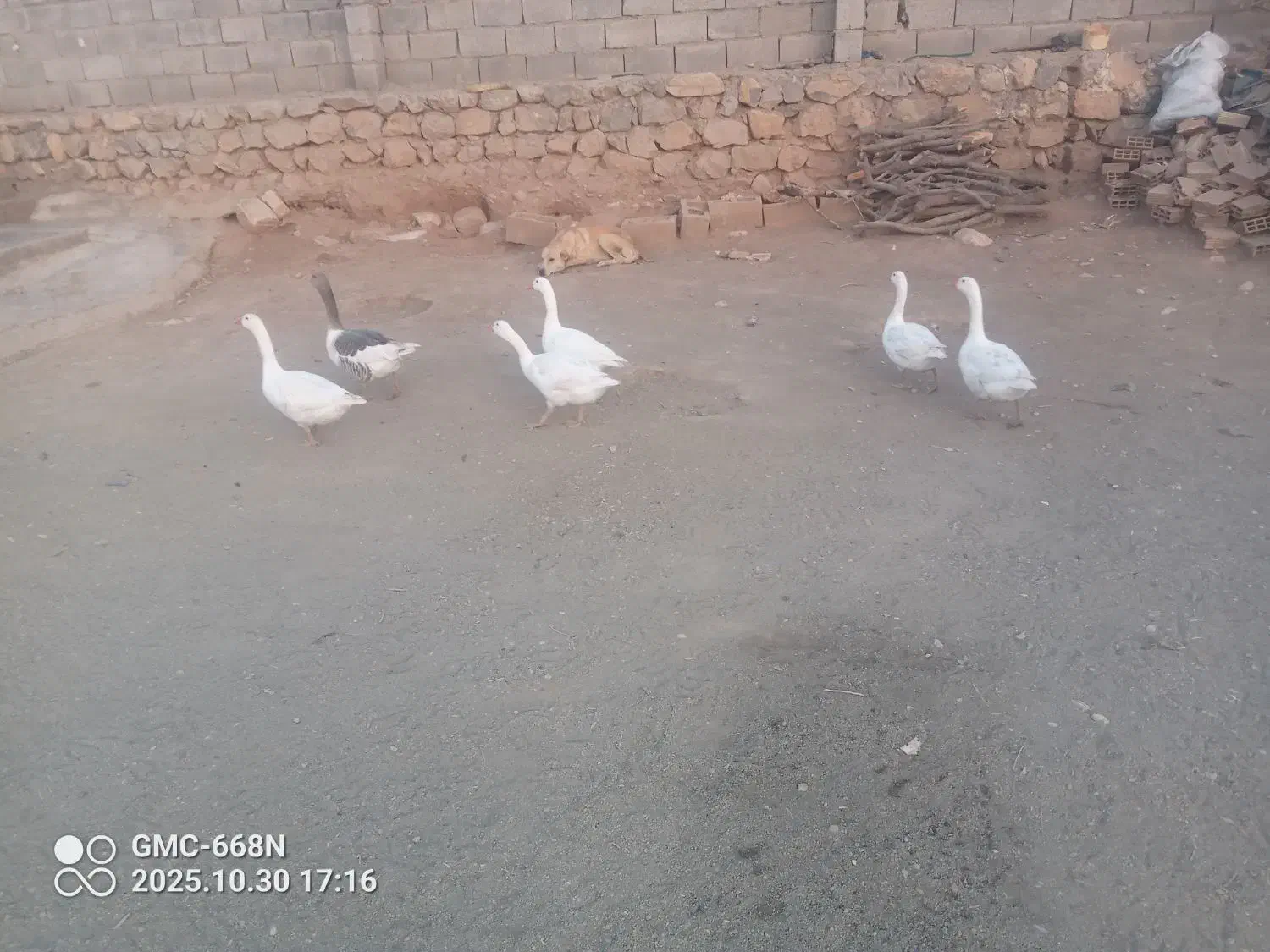 غاز سرحال|حیوانات مزرعه|چگنی, |دیوار