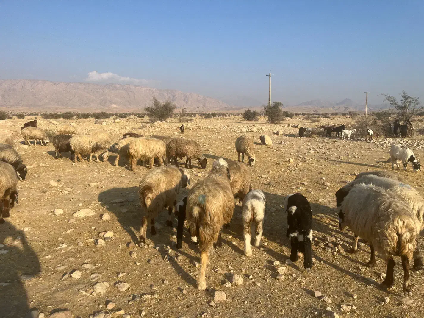 فروش40راس میش گوسفند ترکی بختیاری بره دار|حیوانات مزرعه|کازرون, |دیوار