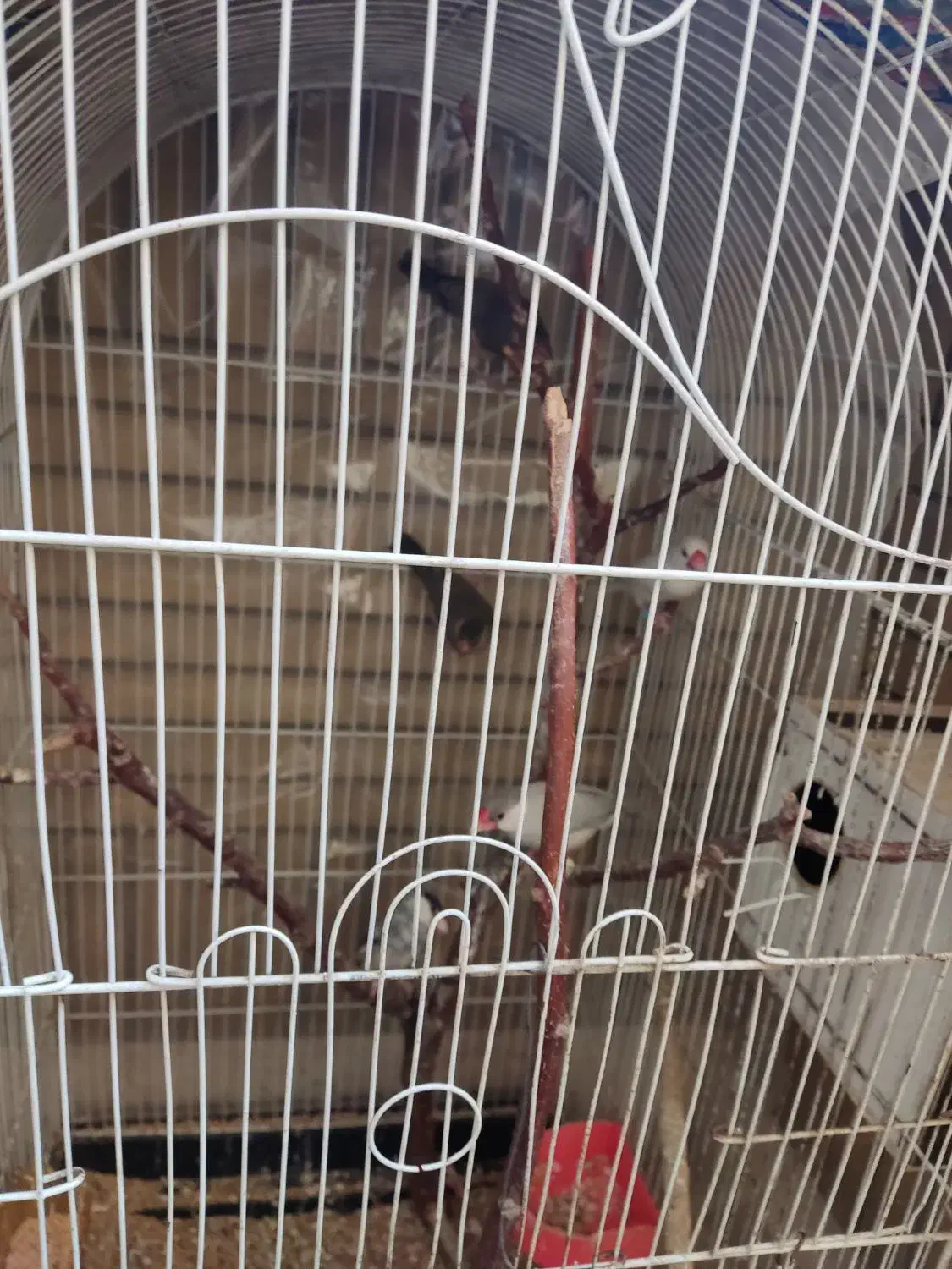 فنچ نرگسی|پرنده|مشهد, زمرد|دیوار