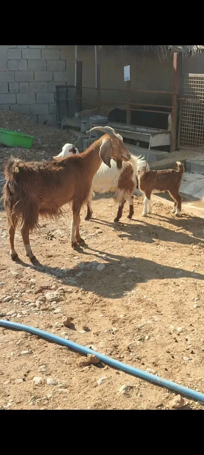 بز نجدی|حیوانات مزرعه|بهبهان, |دیوار