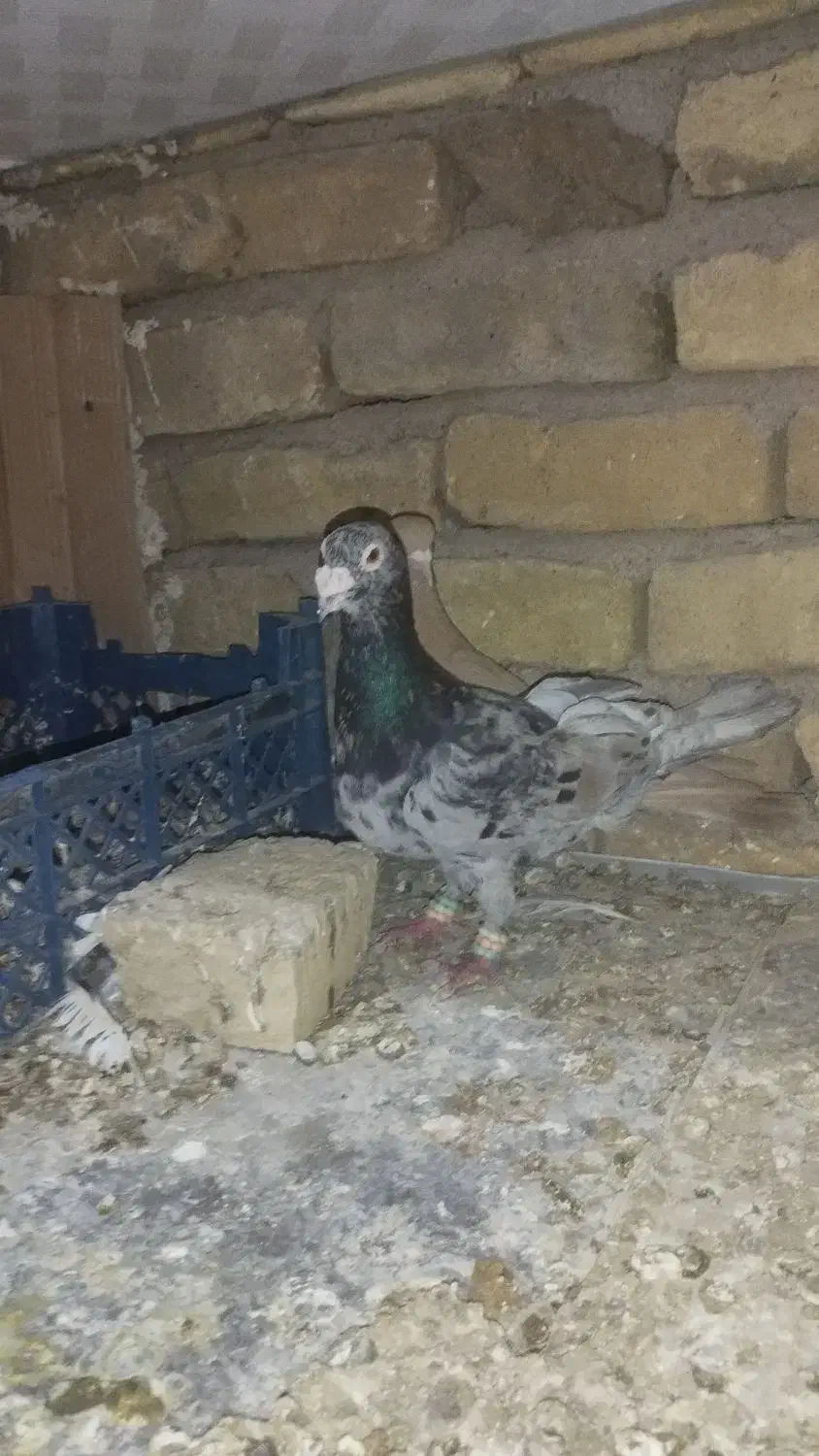 کفتر|پرنده|تربت‌حیدریه, کلاته توکلی|دیوار