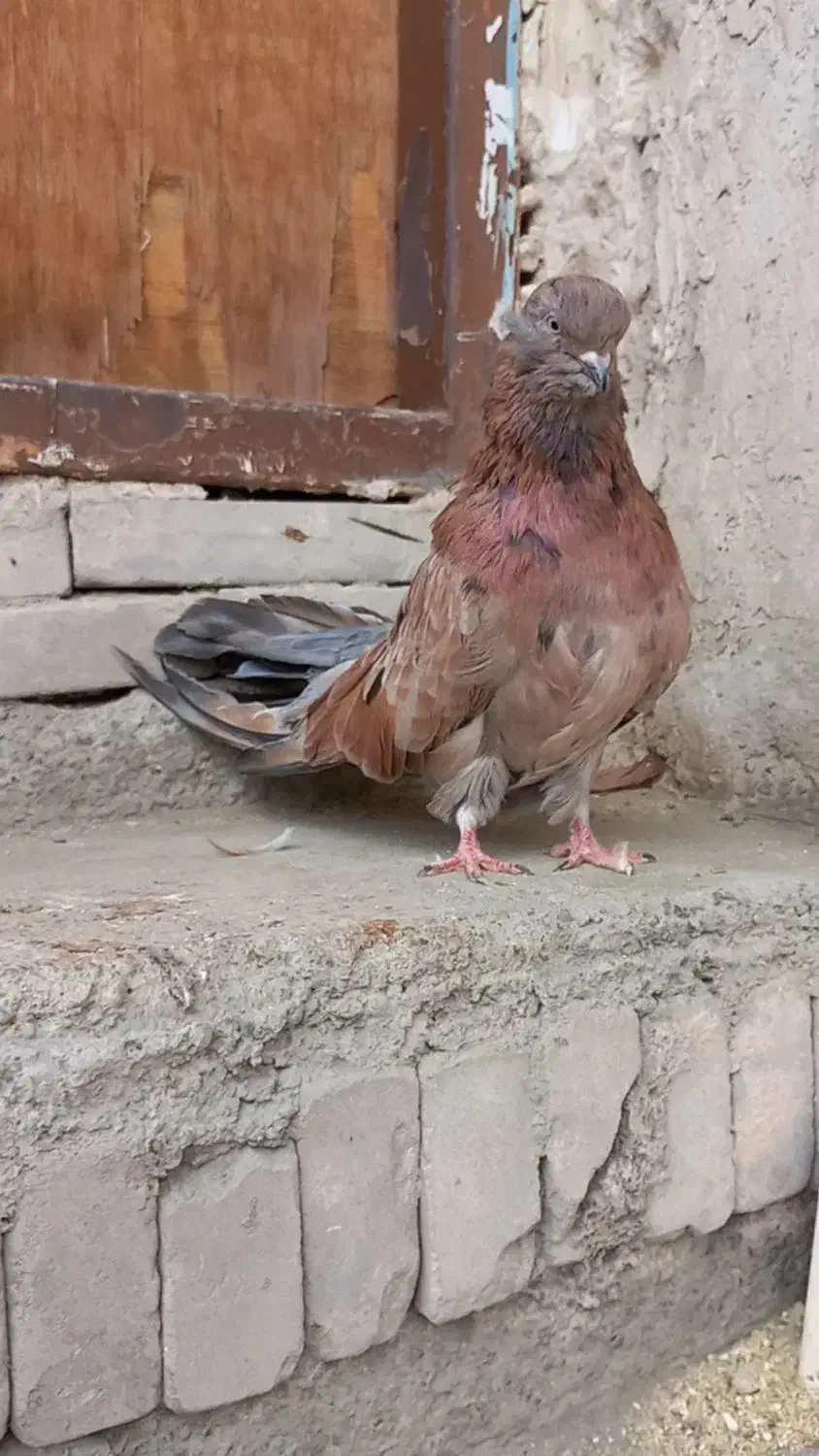 کبوتر ماده|پرنده|میانه, |دیوار