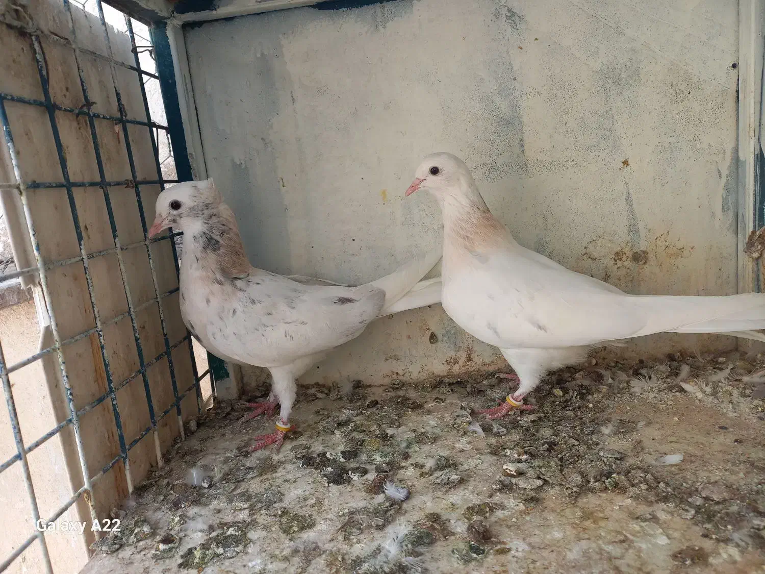 کفتر پرشی|پرنده|کرج, ساسانی (قلمستان)|دیوار