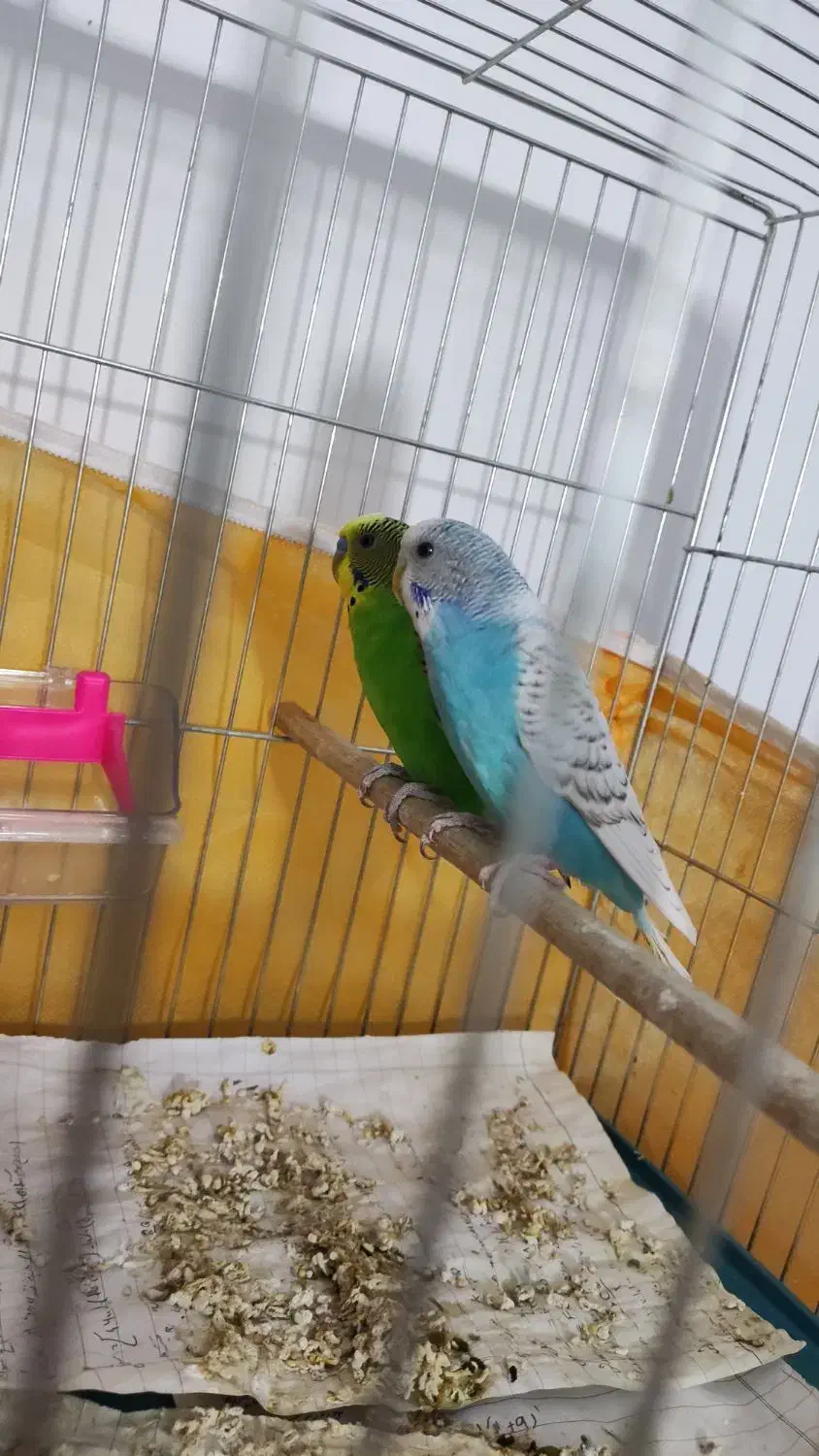 مرغ عشق|پرنده|اردبیل, |دیوار