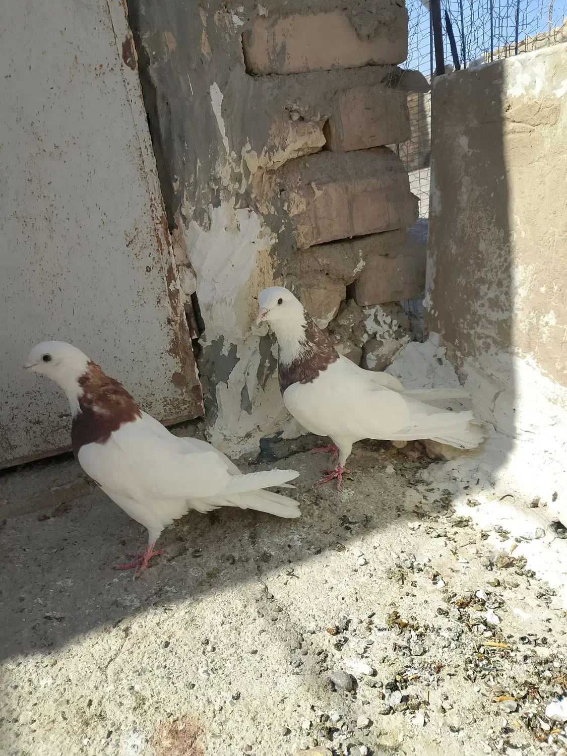 کبوتر|پرنده|زابل, |دیوار