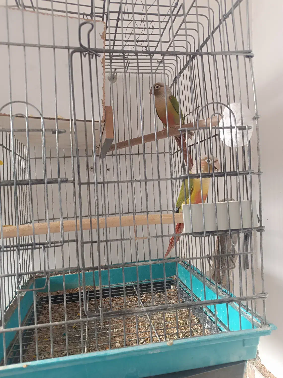 جفت گرین چیک مولد|پرنده|ماهدشت, |دیوار