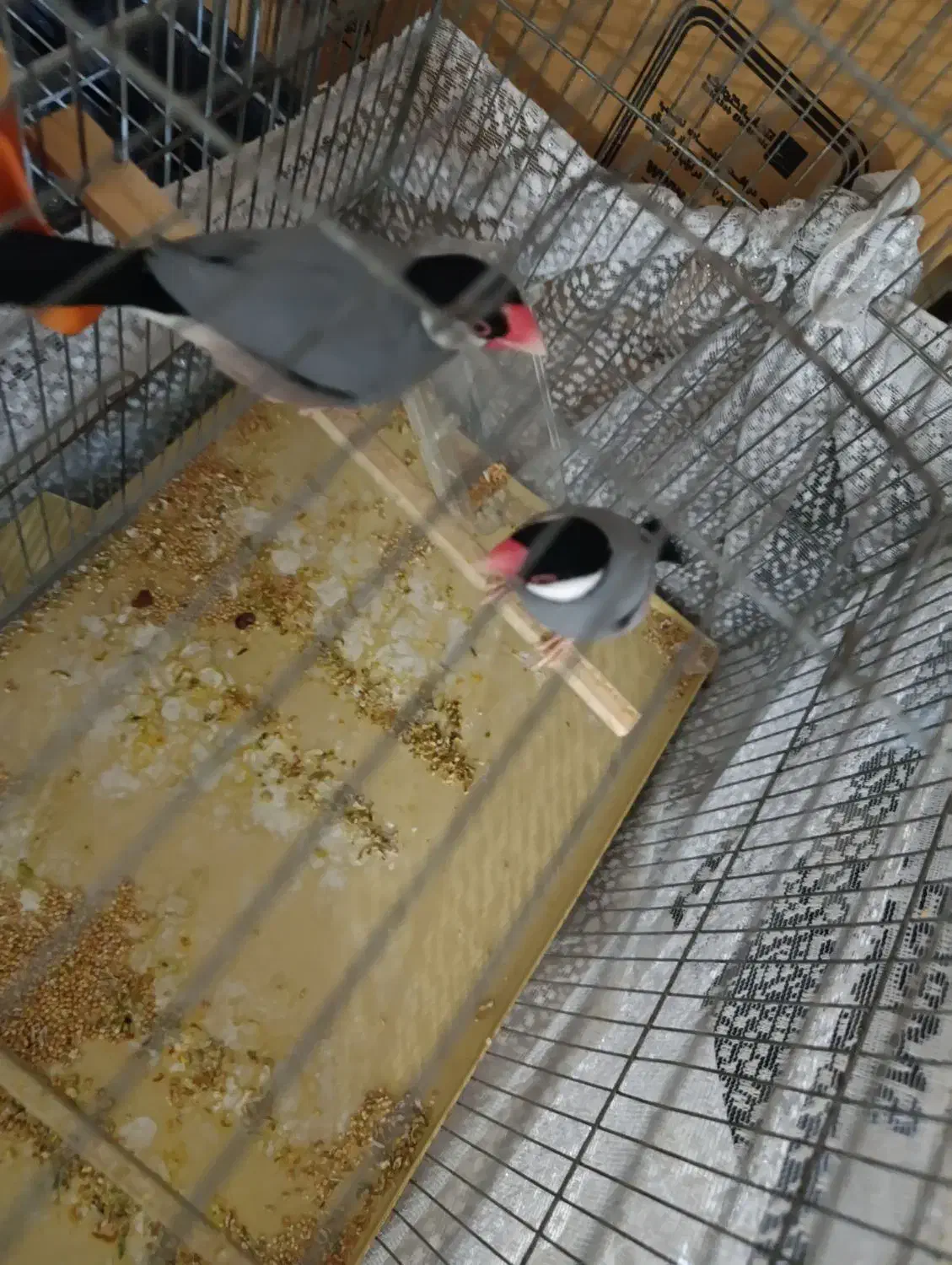 فنج نرگسی|پرنده|شهر ری, دولت‌آباد|دیوار