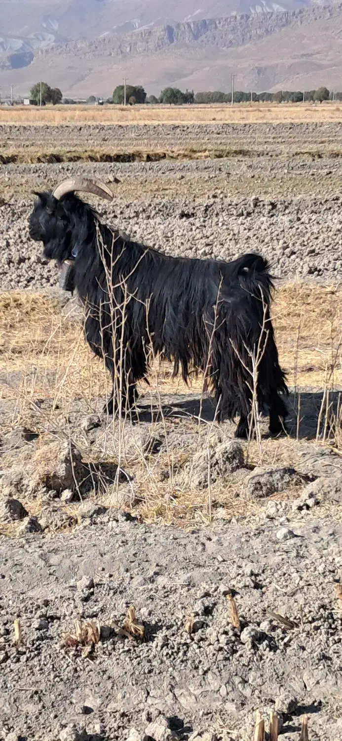 دوبر.چپش. پازن|حیوانات مزرعه|گندمان, |دیوار