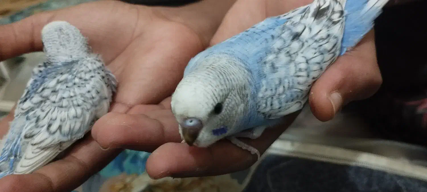 چهار عدد مرغ|پرنده|بندرعباس, |دیوار