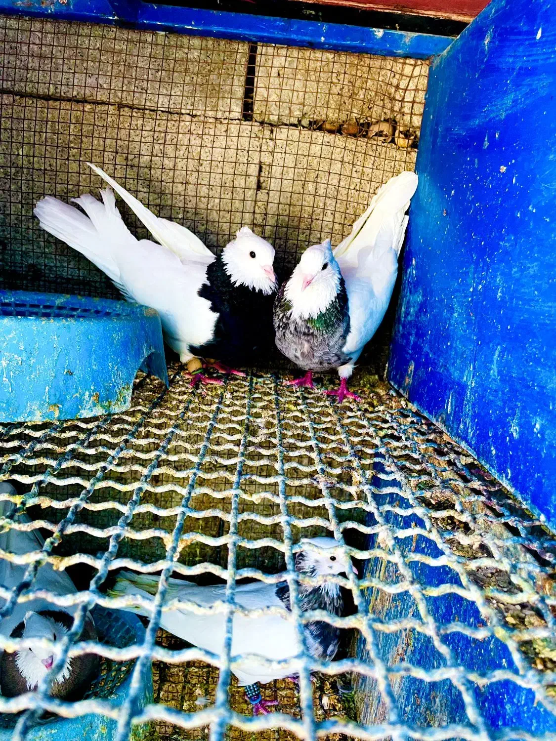 فروش دمی دوکت طوقی|پرنده|لامرد, |دیوار