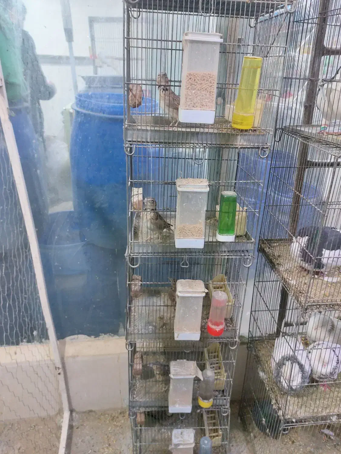 سهره بخوان|پرنده|گلستان (تهران), |دیوار