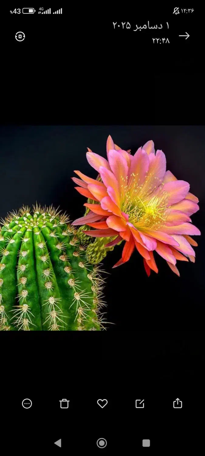 0920.114.20.21|سیمکارت|فردیس, فردیس|دیوار