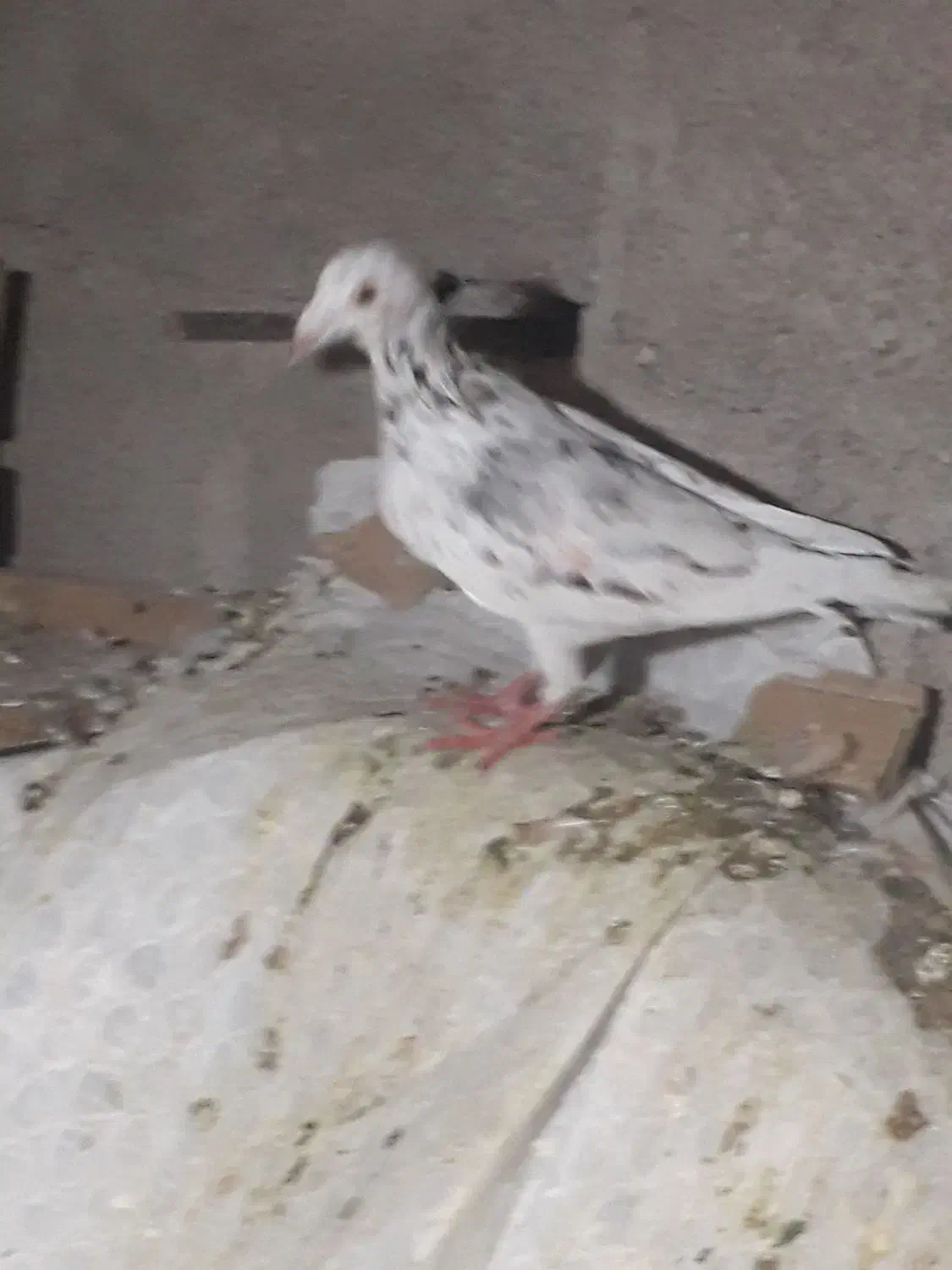 کبوتر پلاکی|پرنده|جم, |دیوار