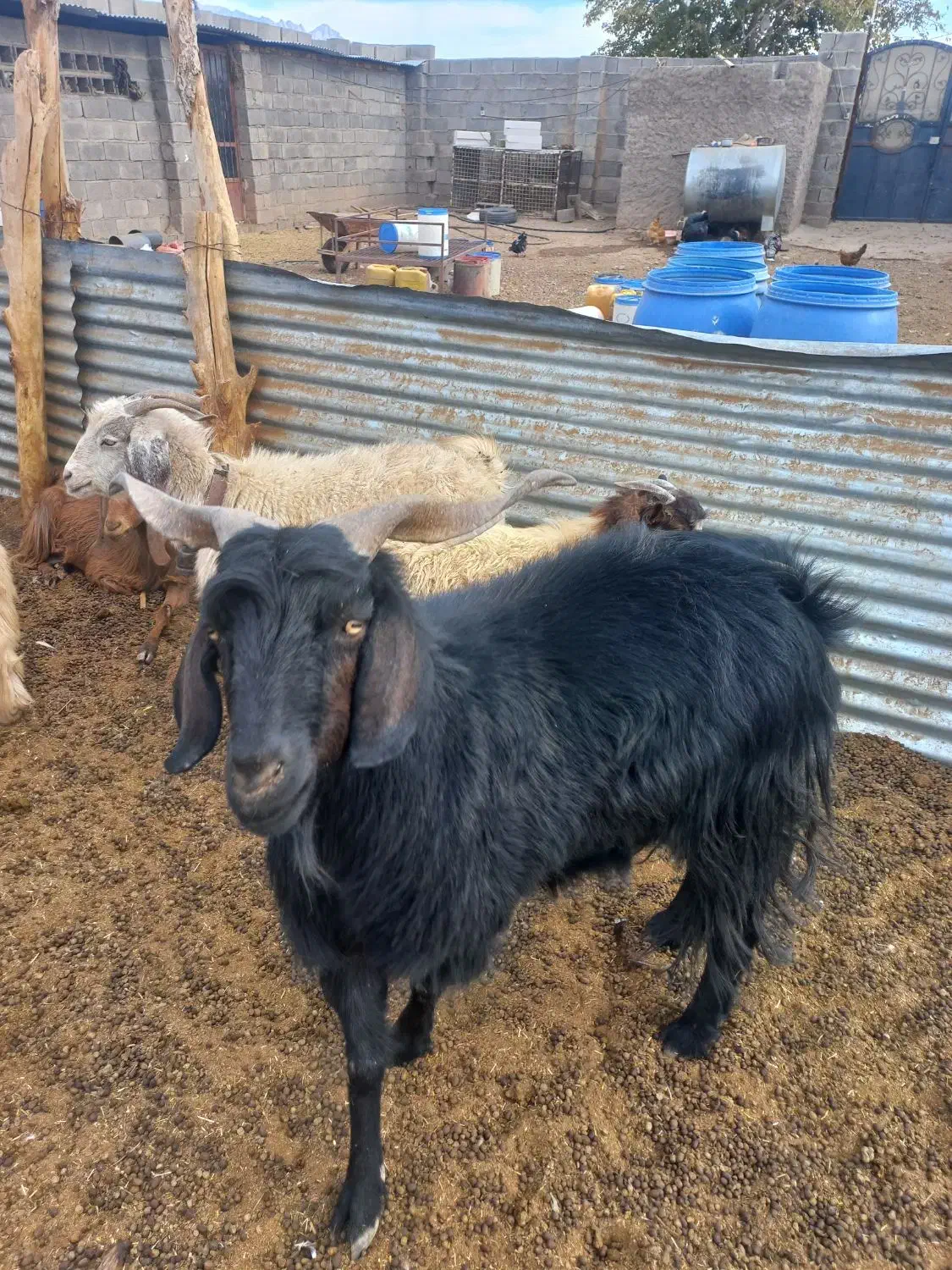 باسلام دوعدد نری چاق|حیوانات مزرعه|کرمان, |دیوار