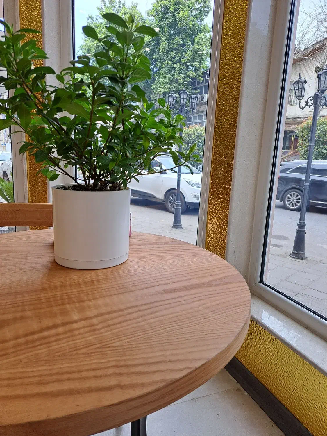 فروشنده برای کافه قنادی|استخدام خدمات فروشگاه و رستوران|رشت, کاکتوس|دیوار