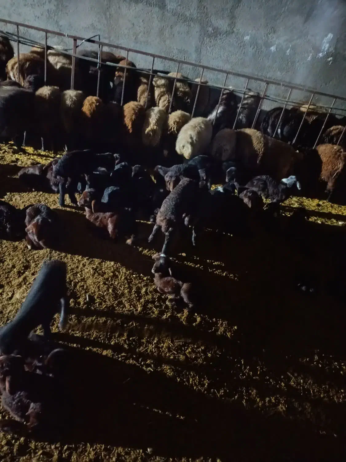 گوسفندبره دار|حیوانات مزرعه|کاغذکنان, |دیوار