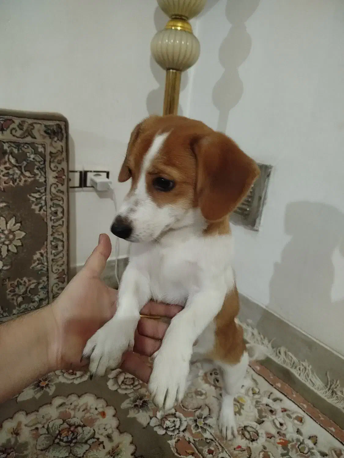 سگ خونگی پا کوتاه اشتیپتز|سگ|همدان, |دیوار