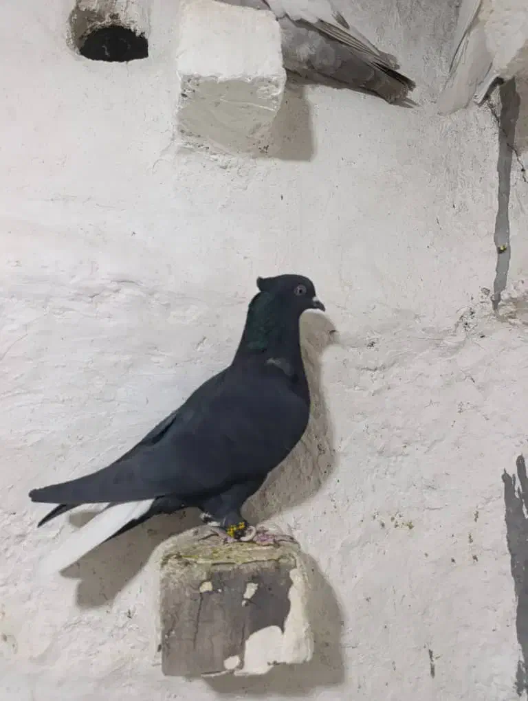 سیاه دم سفید|پرنده|مرودشت, رامجرد یک|دیوار