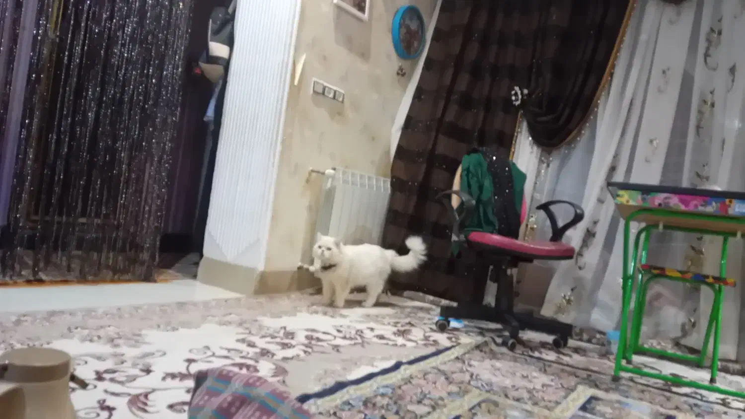 فروش یک جفت گربه نر وماده نژاد پرشین|گربه|زاهدان, |دیوار