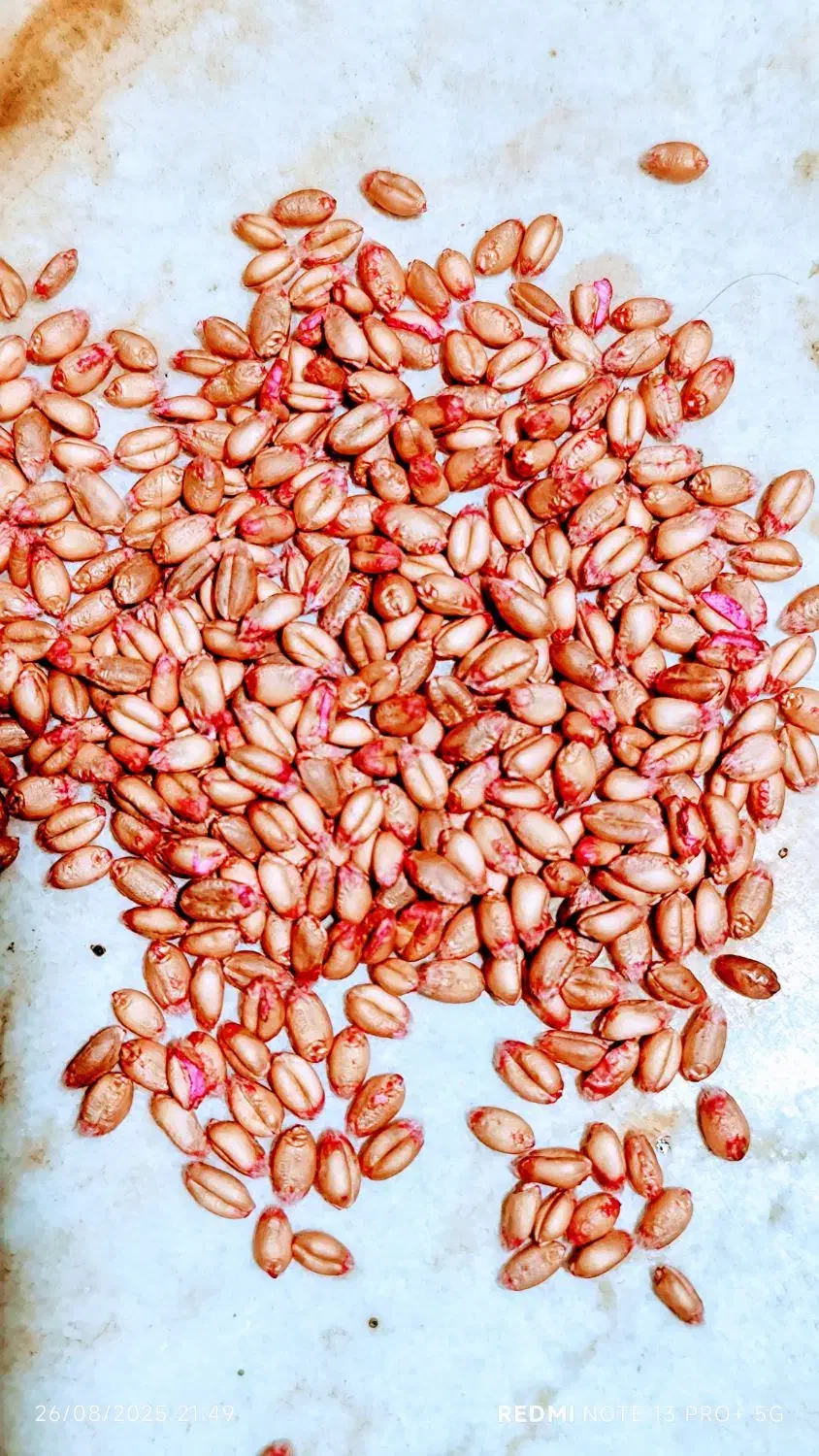 گندم اصلاح شده آبی بذری سالار|خدمات باغبانی و درختکاری|ماهیدشت, |دیوار