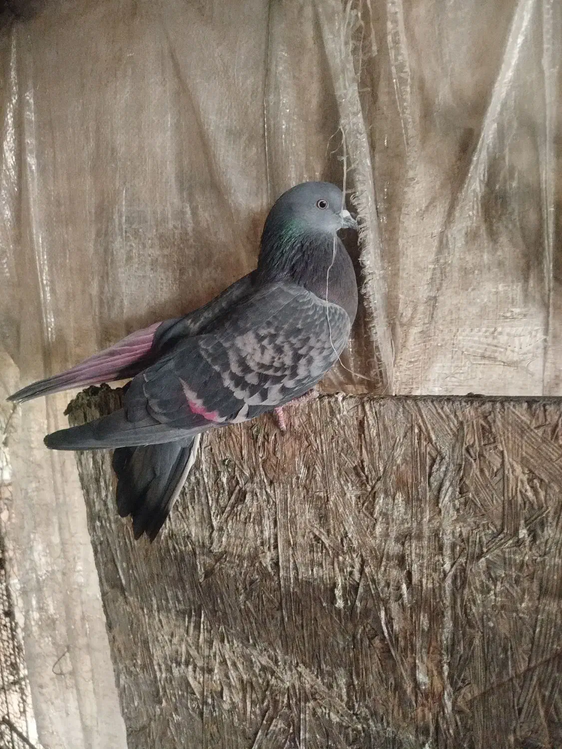 کبوتر ماده|پرنده|شهر ری, بازار آهن|دیوار