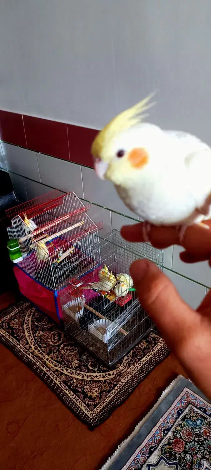 عروس هلندی فول دستی|پرنده|ابهر, |دیوار