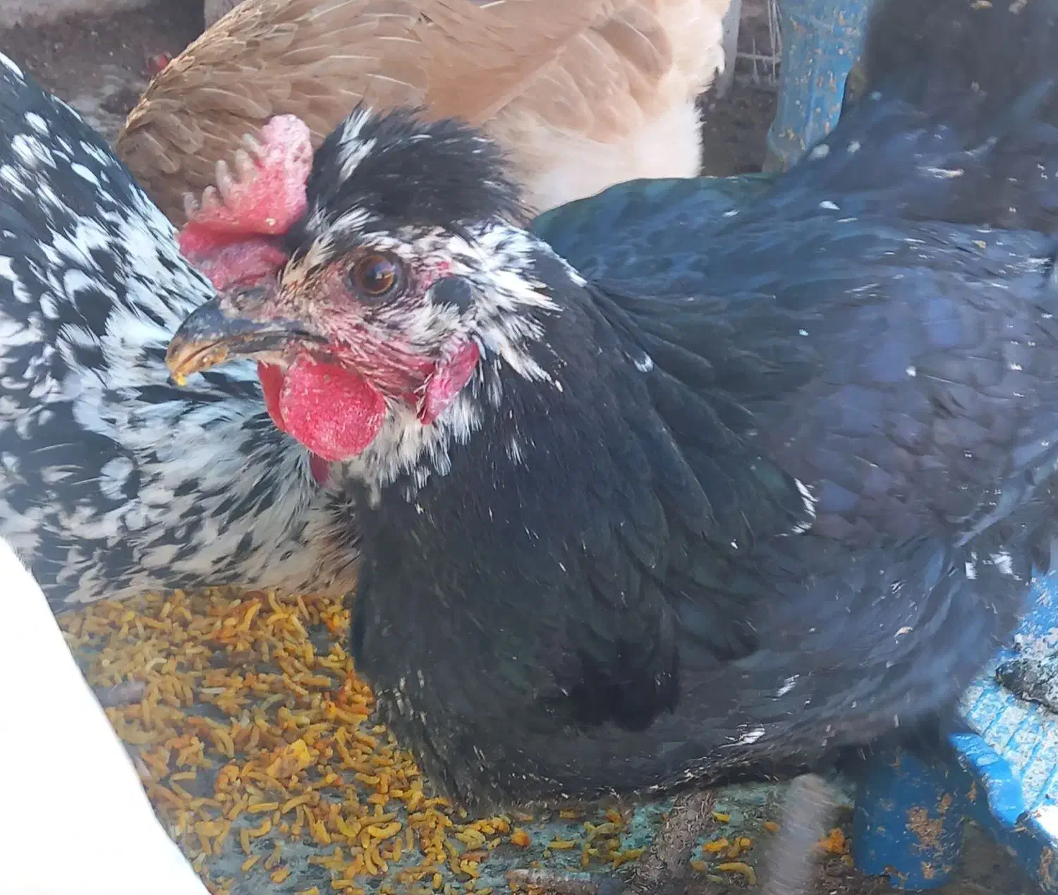 مرغ گلین تخم گذار و دو عدد خروس برهما|حیوانات مزرعه|شیراز, جوادیه|دیوار