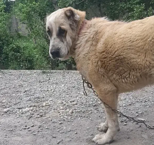 سگ ماده آلابای گمشده در خوشنام فردیس|حیوانات|ملارد, |دیوار