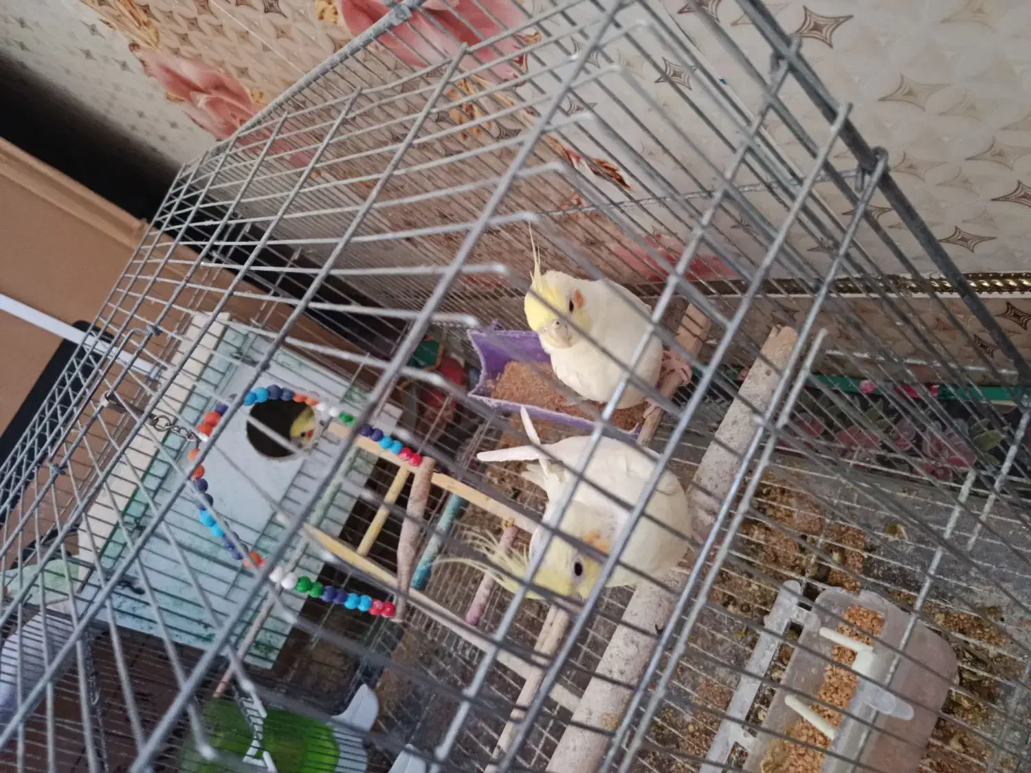 عروس هلندی|پرنده|هامون, |دیوار