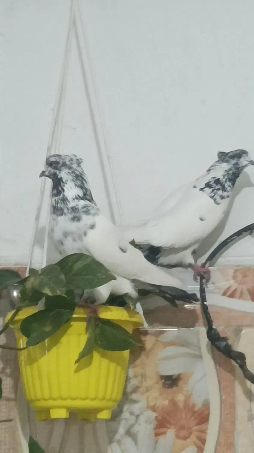 کله دم سبز|پرنده|قرق, |دیوار