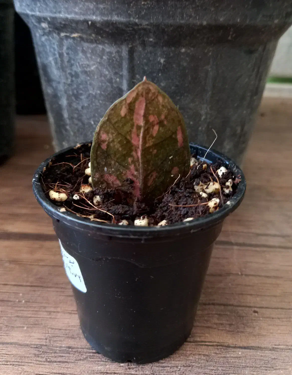 گل و کاکتوس|گل و گیاه طبیعی|شاهرود, |دیوار