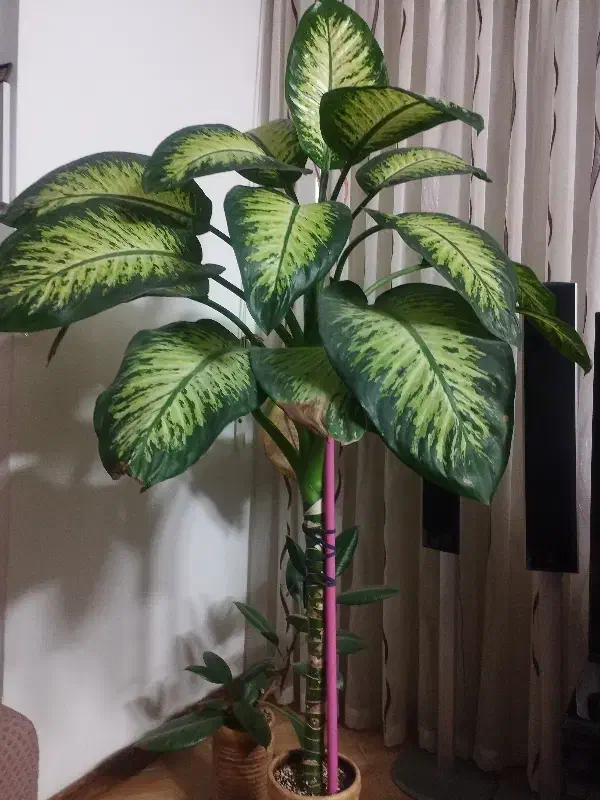 گل دیفن باخیا|گل و گیاه طبیعی|مشهد, الهیه|دیوار