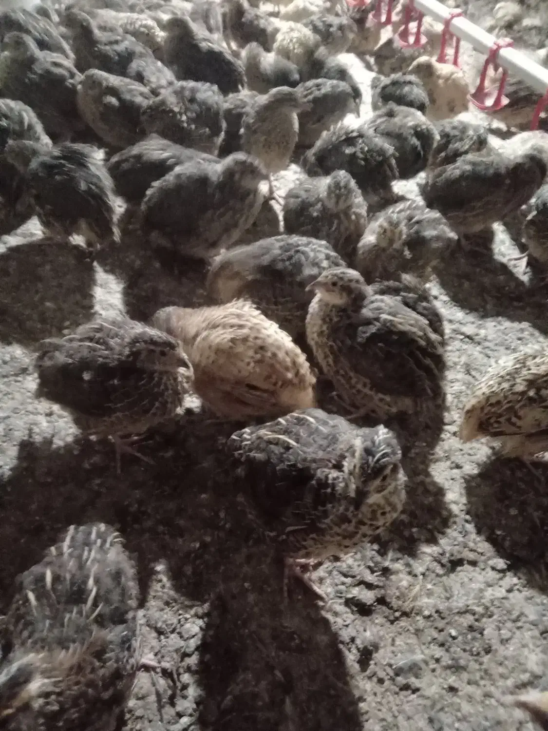 فروش بلدرچین اصل وارمین|حیوانات مزرعه|اطاقور, |دیوار